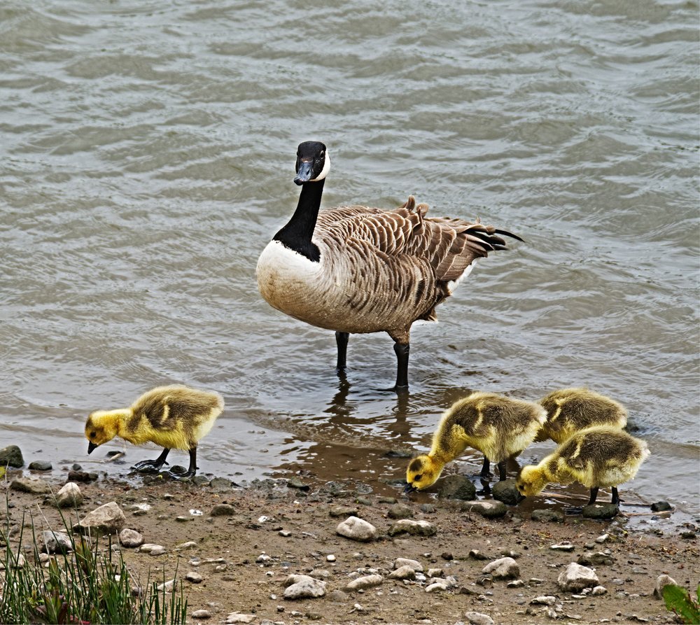 Guarding Goslings, Fuji X-T2 and 100-400mm